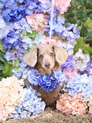 20250611桃ちゃん